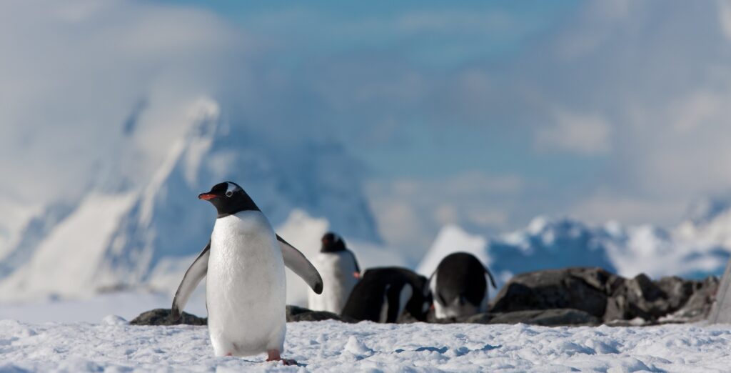 Penguins in Antarctica - exclusive helicopter tour by Velvet