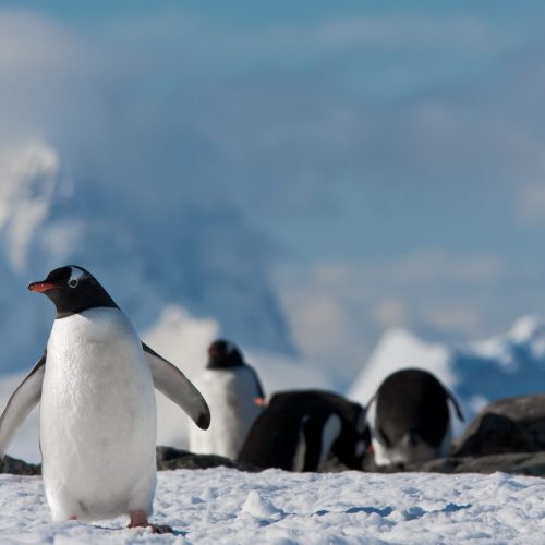 penguins in Antarctica