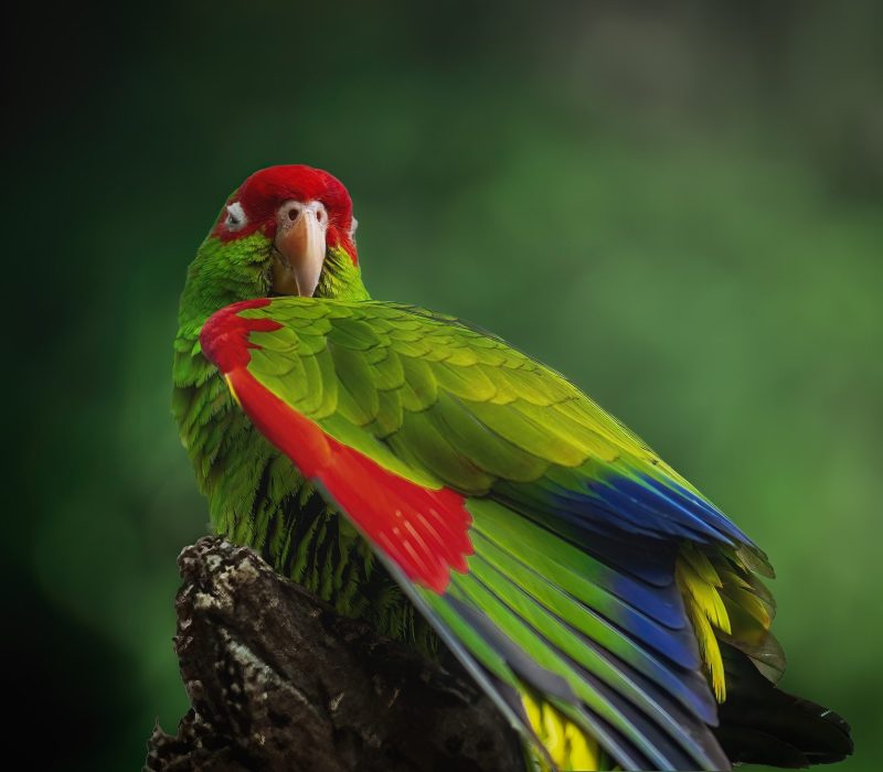 Red-spectacled Amazon Parrot wing (Amazona pretrei)